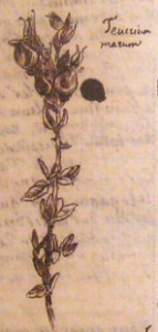 4_Plante Teucrium marum dessinée par Latapie dans les marges du 5e cahier des Éphémérides (Rome, 7 juillet 1775)